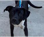 Small American Pit Bull Terrier Mix