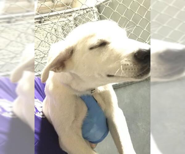 Medium Photo #1 Labrador Retriever-Unknown Mix Puppy For Sale in Conroe, TX, USA