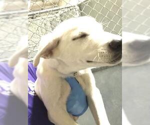Labrador Retriever-Unknown Mix Dogs for adoption in Conroe, TX, USA