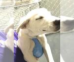 Small Labrador Retriever Mix