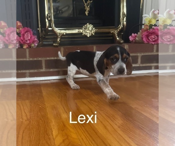 Medium Photo #1 Beagle Puppy For Sale in WOODBRIDGE, VA, USA