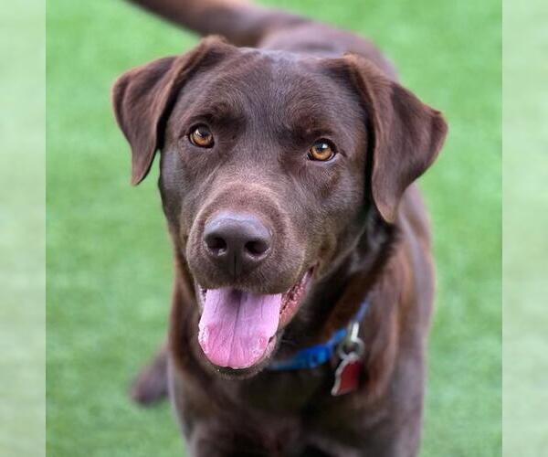 Medium Photo #1 Labrador Retriever-Unknown Mix Puppy For Sale in San Diego, CA, USA
