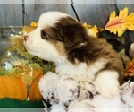 Small Photo #5 Miniature Australian Shepherd Puppy For Sale in ANTHONY, FL, USA
