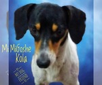 Small #8 Dachshund Mix
