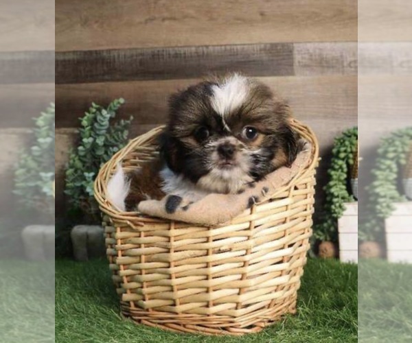 Medium Photo #1 Shih Tzu Puppy For Sale in RIVER HILLS, SC, USA