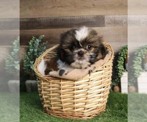 Shih Tzu Puppy for Sale in RIVER HILLS, South Carolina USA