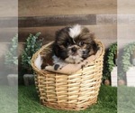 Small Shih Tzu
