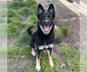 German Shepherd Dog-Unknown Mix Dogs for adoption in Modesto, CA, USA
