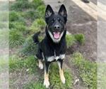 Small German Shepherd Dog Mix