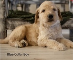 Puppy 6 Doodle-Goldendoodle Mix