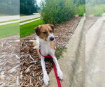 Small #2 Mutt