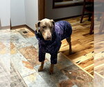 Small #7 Doberman Pinscher