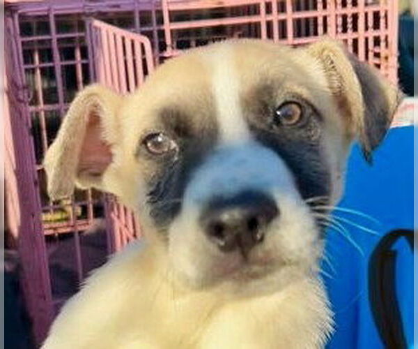 Medium Photo #2 Mutt Puppy For Sale in Minneapolis, MN, USA