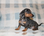 Small #11 Dachshund