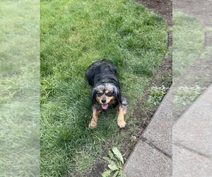 Mother of the Cavalier King Charles Spaniel-Miniature Australian Shepherd Mix puppies born on 09/06/2025