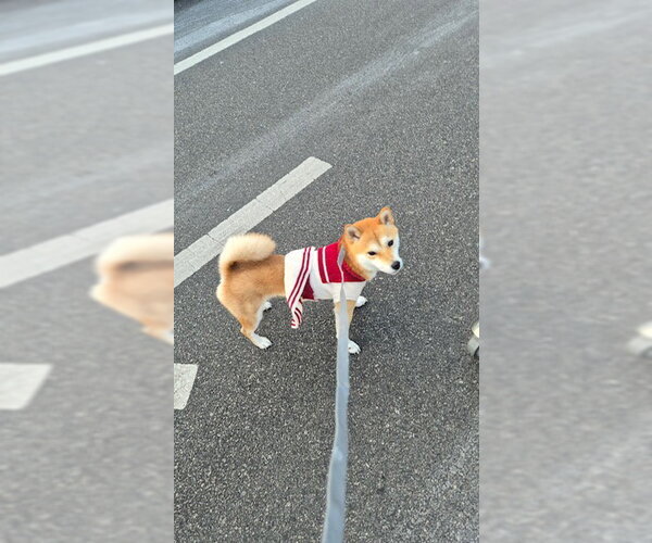 Medium Photo #5 Shiba Inu Puppy For Sale in Agoura Hills, CA, USA