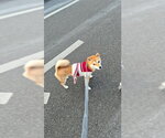 Small #4 Shiba Inu