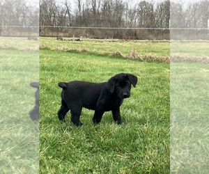 Labsky Puppy for sale in CANFIELD, OH, USA