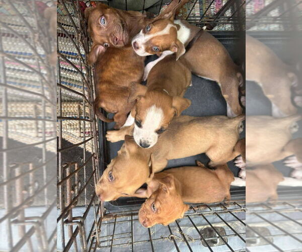 Medium Photo #3 Boxer-Unknown Mix Puppy For Sale in Aurora, IN, USA