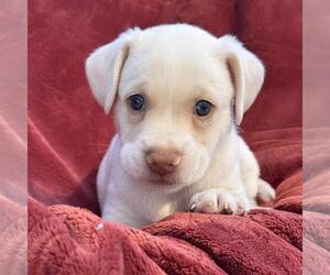 Phoenix Pup - Pima - Male Raggle Dog for Adoption - Photo #2