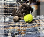 Small Photo #2 Schnauzer (Miniature) Puppy For Sale in KOKOMO, IN, USA