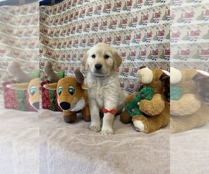 Golden Retriever Puppy for Sale in RILEYVILLE, Virginia USA