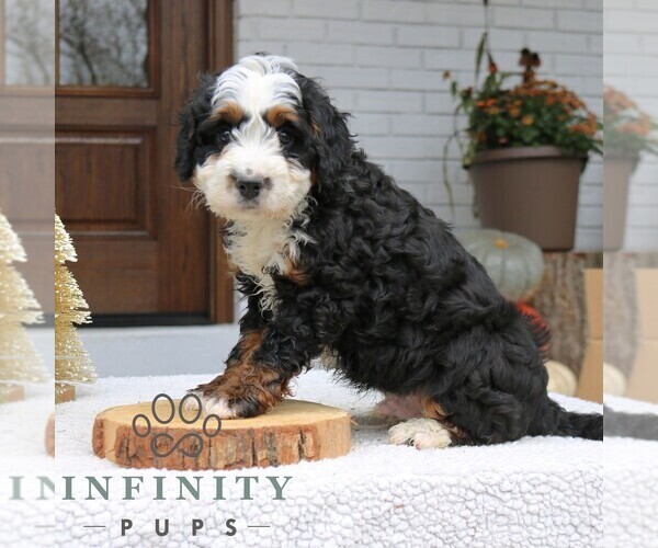 Medium Photo #2 Bernedoodle (Miniature) Puppy For Sale in NARVON, PA, USA