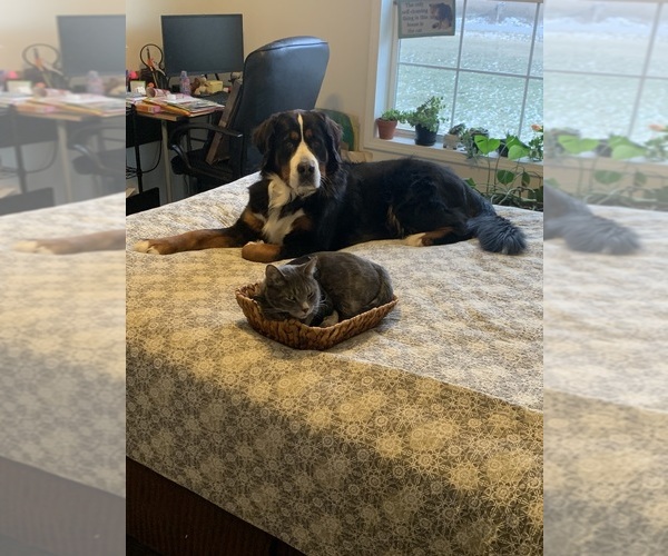 Medium Photo #1 Bernese Mountain Dog Puppy For Sale in FENWICK, MI, USA