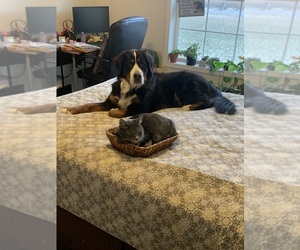 Mother of the Bernese Mountain Dog puppies born on 04/17/2025