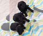 Small Photo #120 Labrador Retriever Puppy For Sale in OLYMPIA, WA, USA