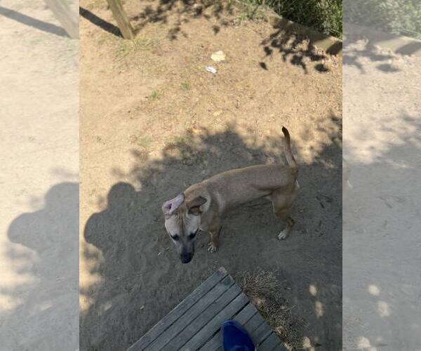 Medium Photo #7 Labrador Retriever-Mountain Cur Mix Puppy For Sale in Orangeburg, SC, USA