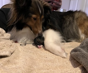 Mother of the Shetland Sheepdog puppies born on 09/01/2023