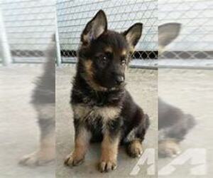 German Shepherd Dog Puppy for sale in ANN ARBOR, MI, USA