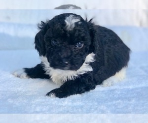 Aussiedoodle Miniature Puppy for sale in CONNELLYS SPRINGS, NC, USA