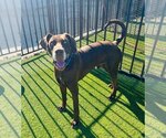 Small #6 Great Dane