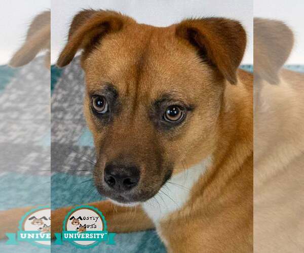 Medium Photo #1 Mutt Puppy For Sale in Kennesaw, GA, USA