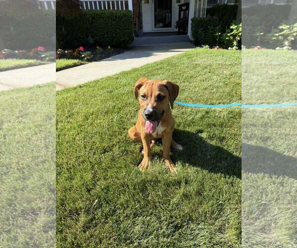 Medium Photo #5 Retriever -Unknown Mix Puppy For Sale in Woodbury, NY, USA