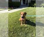 Small #4 Retriever  Mix