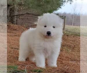 Samoyed Puppy for sale in STANLEY, WI, USA