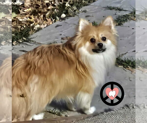 Medium Photo #3 Pomeranian Puppy For Sale in Lebanon, PA, USA