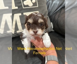 Havanese Puppy for sale in MBORO, TN, USA