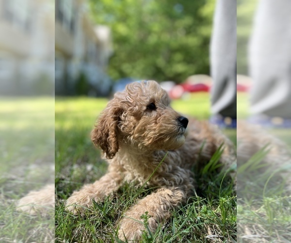 Medium Photo #1 Goldendoodle (Miniature) Puppy For Sale in MORGANTON, NC, USA