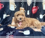 Small #5 Cavapoo