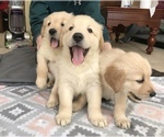 Small Photo #5 Golden Retriever Puppy For Sale in WORCESTER, MA, USA