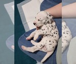 Small Photo #5 Dalmatian Puppy For Sale in FORT DODGE, IA, USA