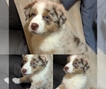 Puppy Puppy 5 Australian Shepherd