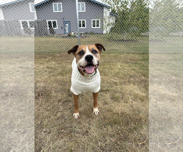 Medium Photo #1 Mutt Puppy For Sale in Webster, WI, USA