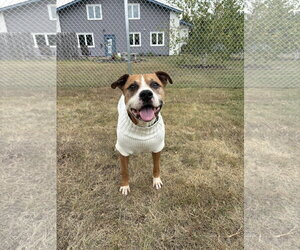 Mutt Dogs for adoption in Webster, WI, USA