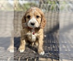 Small Photo #3 Cocker Spaniel-Poodle (Miniature) Mix Puppy For Sale in RIVERDALE, MD, USA