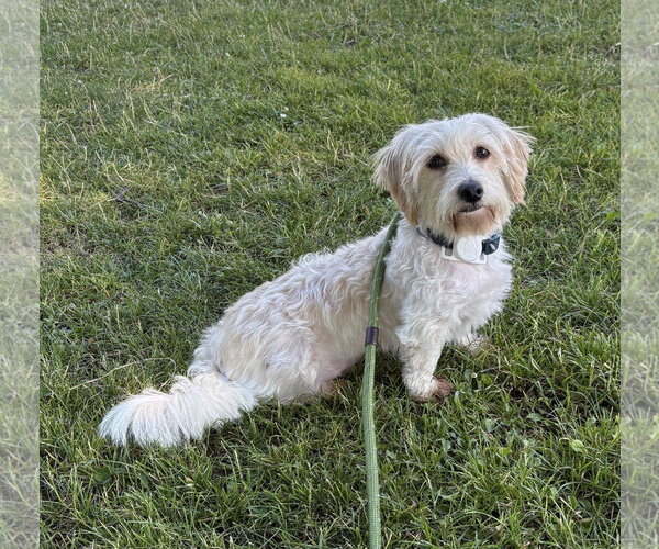 Medium Photo #9 Coton de Tulear-Unknown Mix Puppy For Sale in Seattle, WA, USA